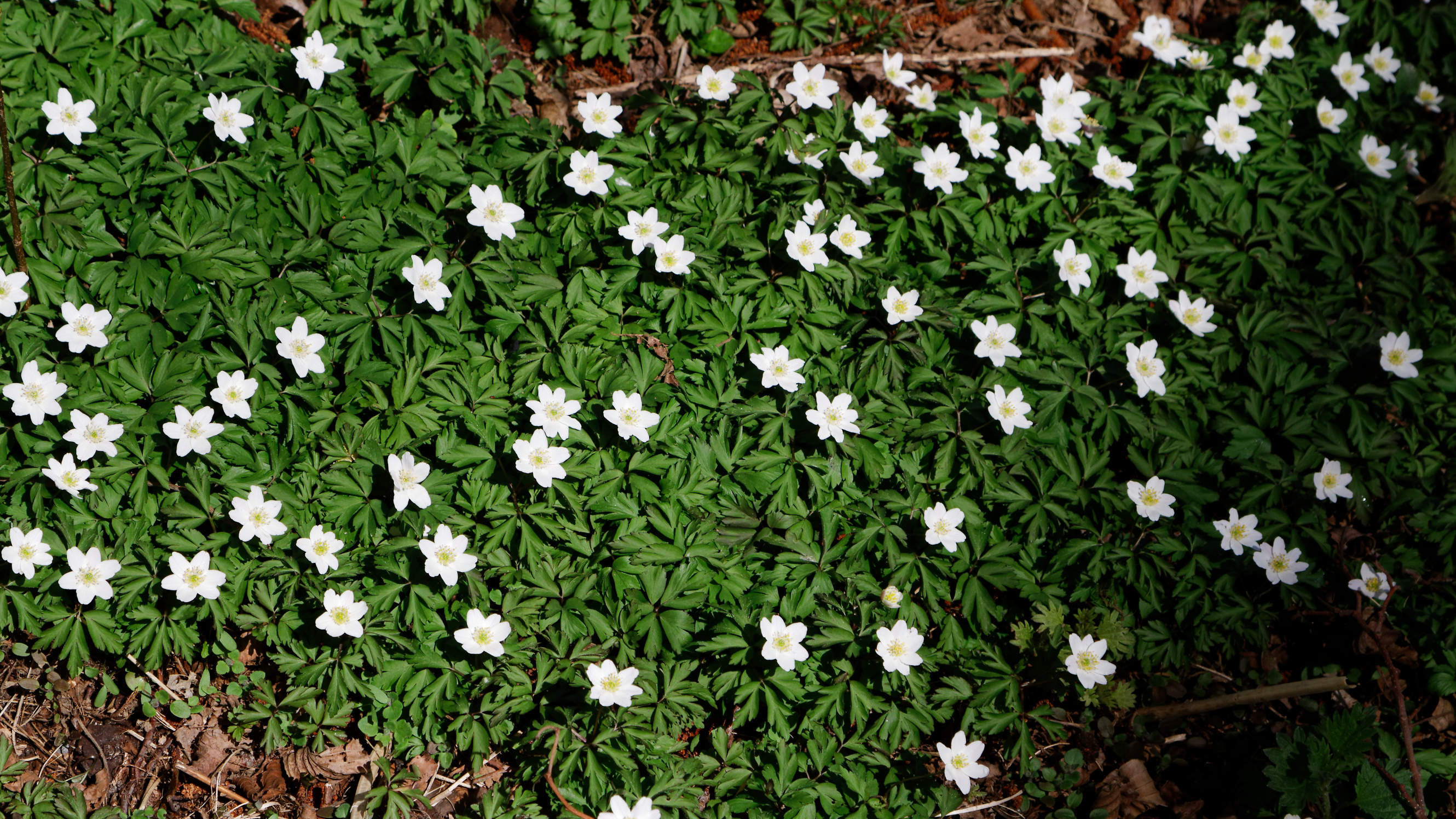 20210420 Lyngby Sø 73